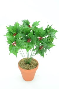 Green Holly Bush x12  (Lot of 1) SALE ITEM